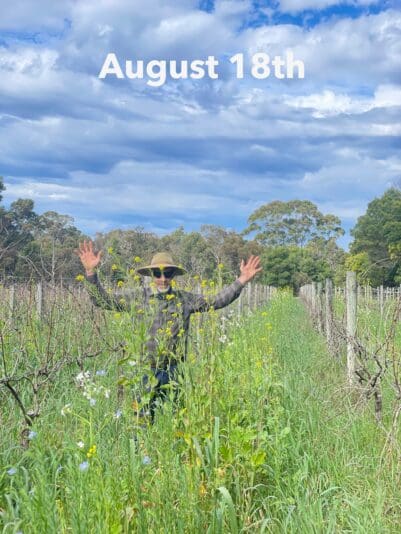 Cover crop high as me August 18th