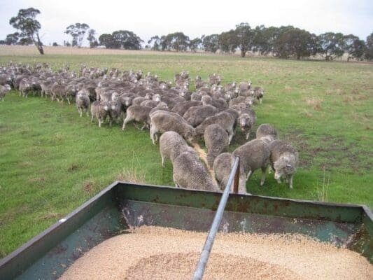 Supplementary-Feeding-