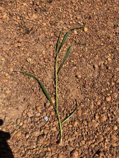 Adequately Recovered