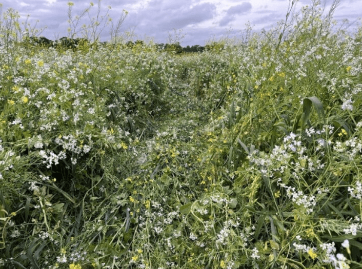 Screen Shot 10-07-25 at 11.04 AM 002