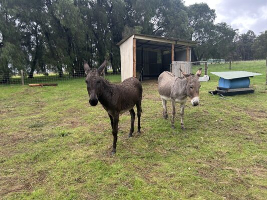 Donkeys