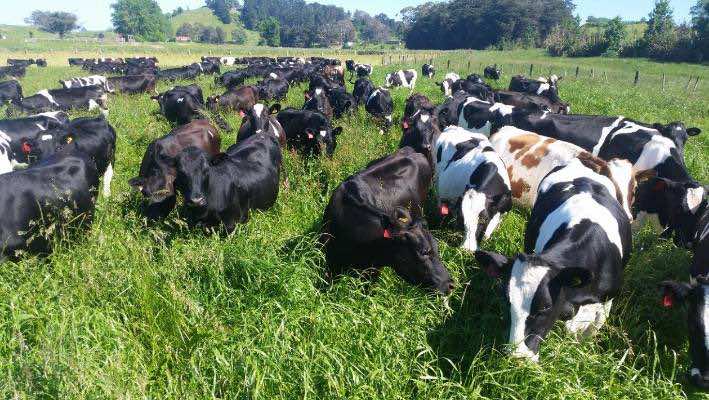 Regenerating Land With Grazing Livestock