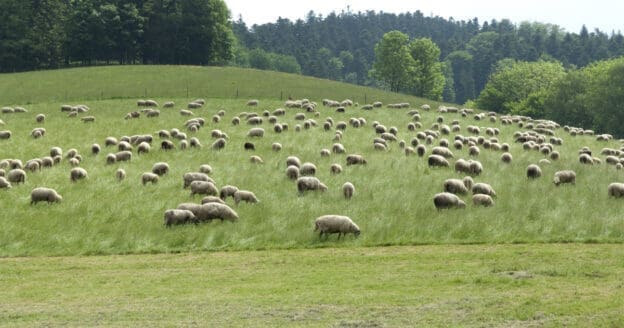 pasture management for sheep 624x328 1