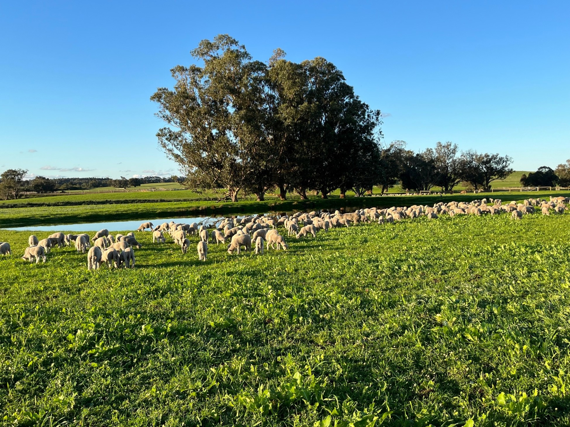 Sheep Farmers