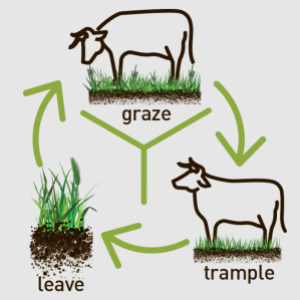 Group logo of Grazing Management