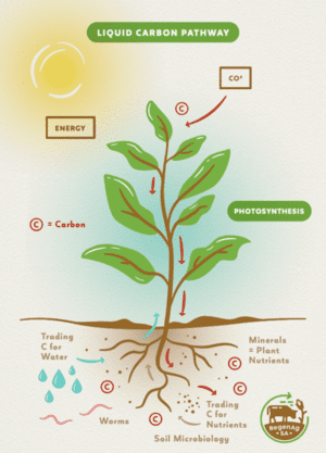 Practical Steps to a Biodiverse Pasture. 2 LiquidCarbonPathway 1