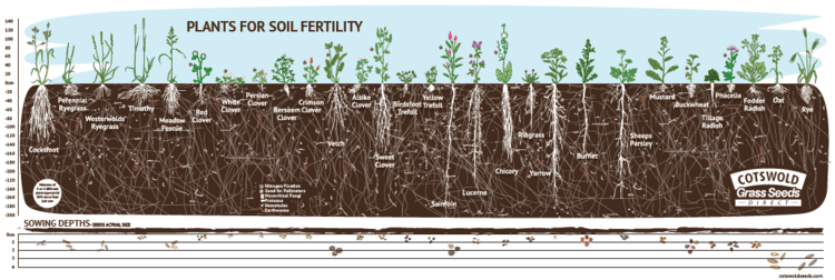 Pasture Biodiversity to Build Soil Health & Resilience in the Lower Blackwood 5 Plants for soil fertility