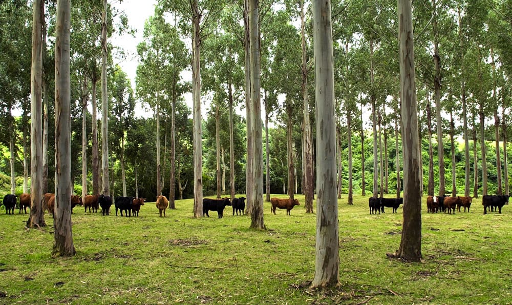 farm forestry3