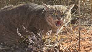Feral Cat Focus: Protecting the Scott Coastal Plain