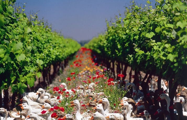 ducks in a vineyard