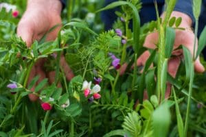 Practical Steps to a Biodiverse Pasture 4 Handsincrop