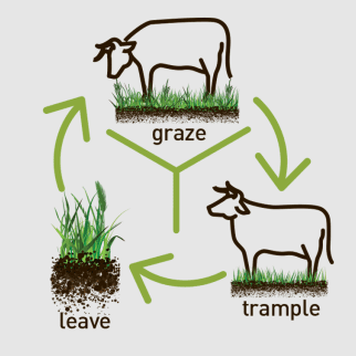 Regenerative Grazing to Increase Soil Health & Profitability - Graeme Hand 2 GrazeTrampleLeave