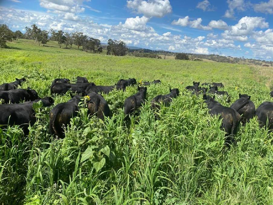 multispecies grazing