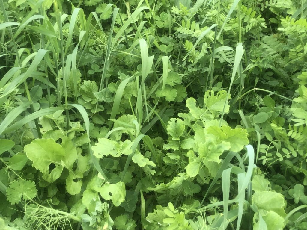 Winter Induced Nitrogen Deficiency 3 IMG 1876 002