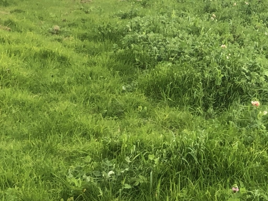 Winter Induced Nitrogen Deficiency 4 IMG 1878 002