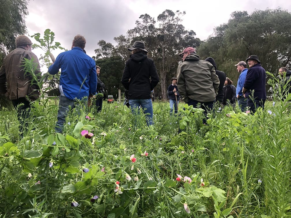Pasture and guests 3