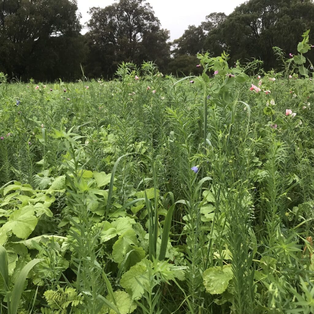 Cover Crop Emu Creek Jul 2022 scaled