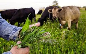 Filling the Autumn Feed Gap