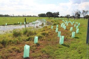 Fencing & Revegetation of Riparian Zones