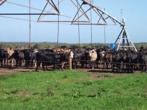 Engagement in the Scott for Catchment Health