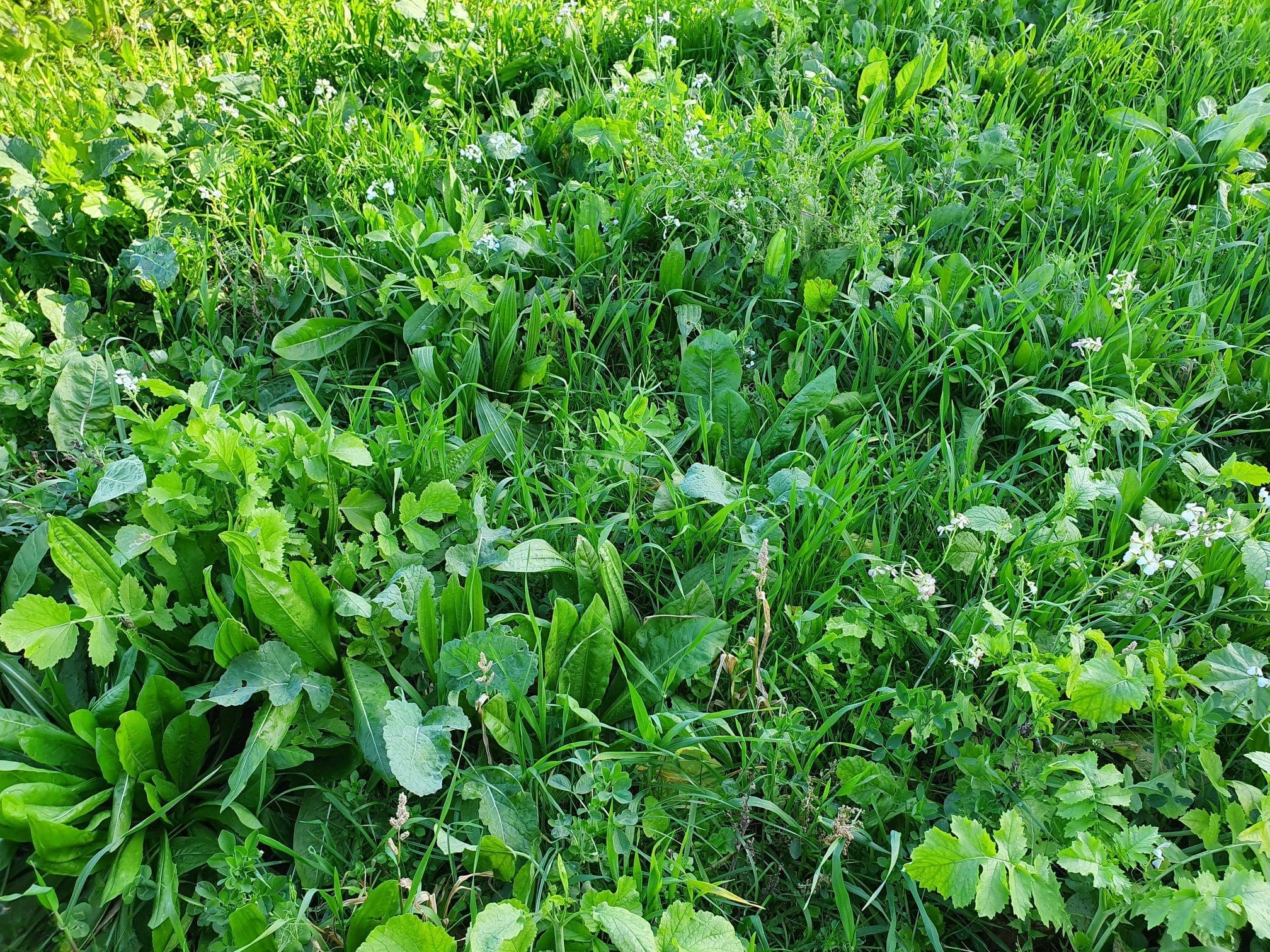 An Introduction to Regenerative Agriculture in Practice