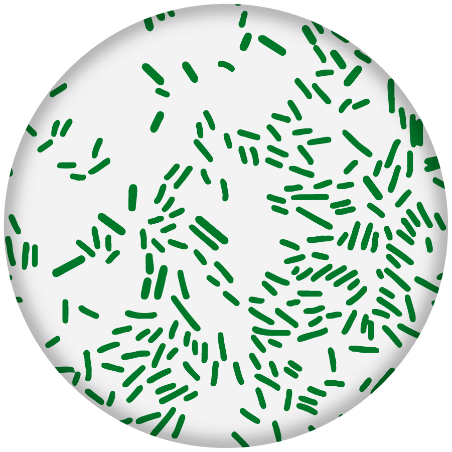 Azotobacter monotone