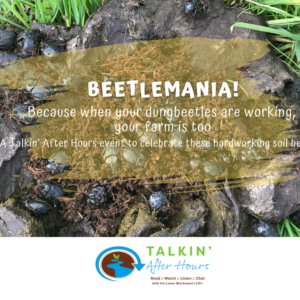 Beetlemania 2026 FB Tile 1