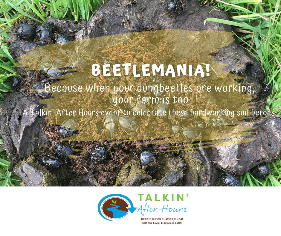 Beetlemania 2026 FB Tile 1