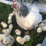 6376053a7330c bpthumb