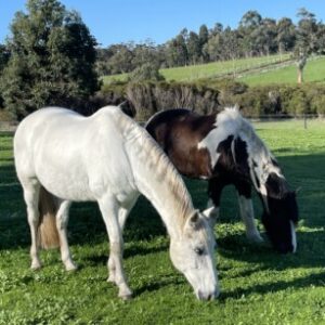 Profile photo of Doreen Folkerts Connor