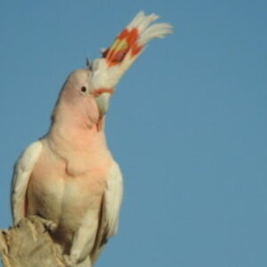 6555663a89c9f bpfull