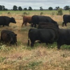 Profile photo of tom