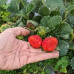 Profile photo of Laura Stocker