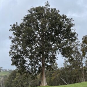 Profile photo of Vanessa Kirley