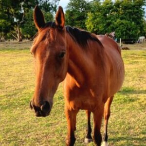 Profile photo of Vanessa Kirley