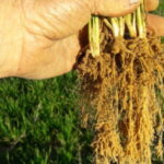 67332707812f3 bpthumb