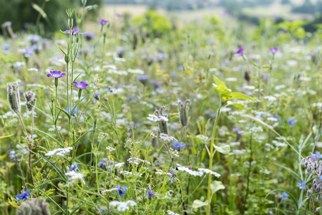 65c9bea6456fc bp cover image