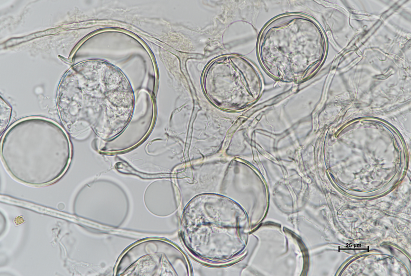 63294152679a2 bp cover image