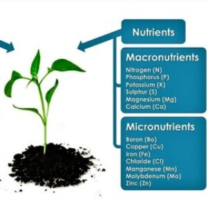 Group logo of Plant Nutrition