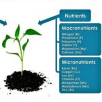 Group logo of Plant Nutrition