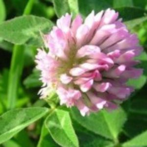 Group logo of Perennial & Biodiverse Pastures