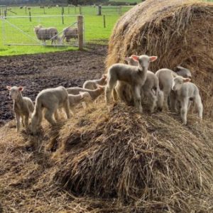 Group logo of Sheep Farmers